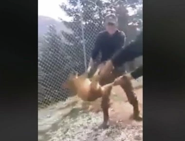 Μέχρι στιγμής δεν έχει εντοπιστεί ο σκύλος που κακοποίησαν φαντάροι στην Κόνιτσα